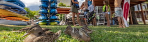 Campofelice-Camping-Village_Water-sport